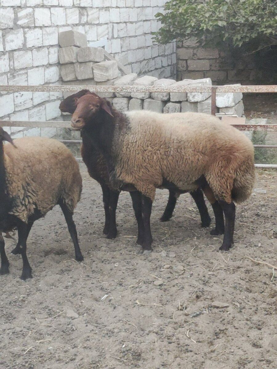 Qala qoçu — Heyvanlar, Bakı (2)