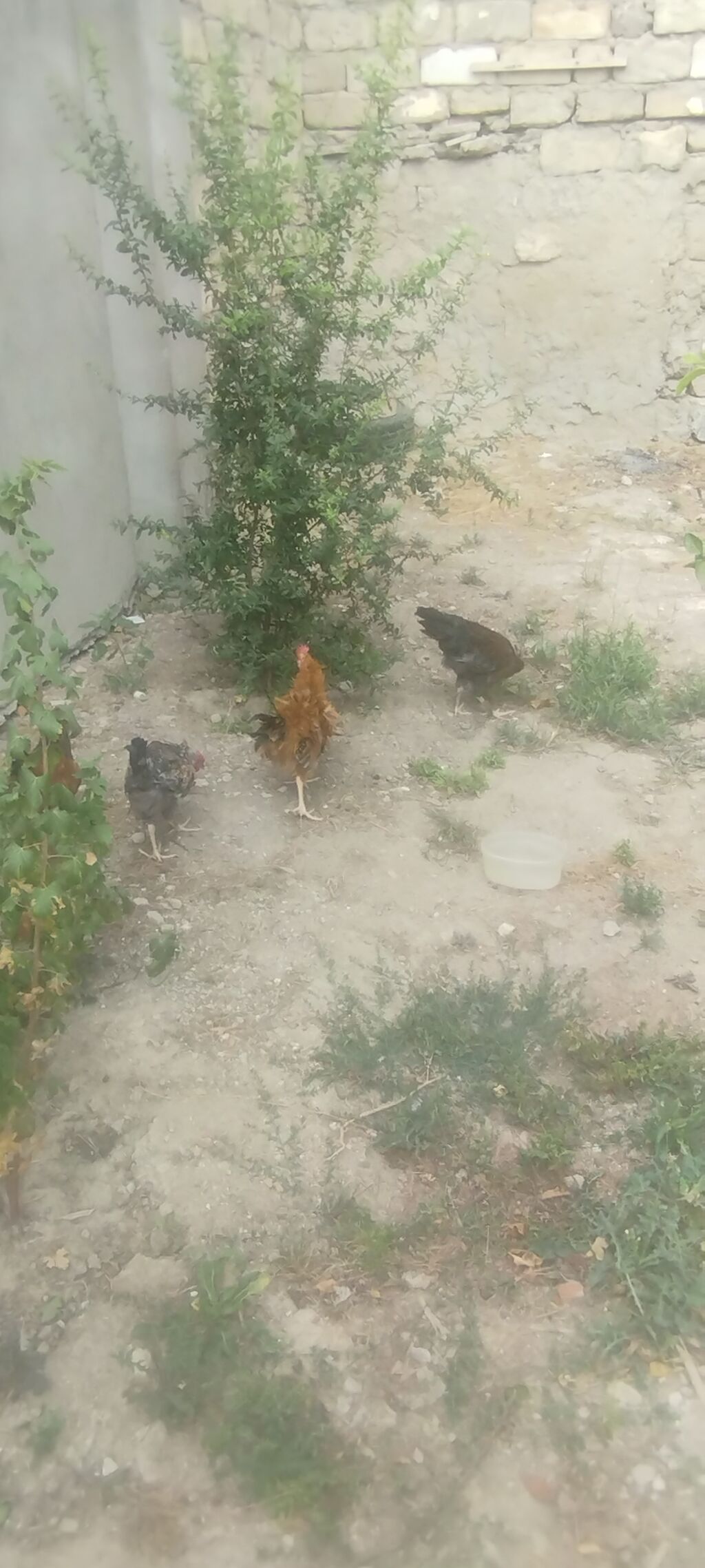 Cəmi 4 eded cavan kənd xoruzlar idi tecılı satilirMəhsul: Yerli — Heyvanlar, Digah (6)