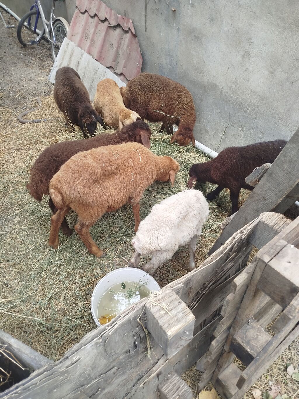 Satış üçün quzu/qoyun sürüsü — yerli ətlik-yunlu tip — Kənd təsərrüfatı heyvanları, Digah (3)