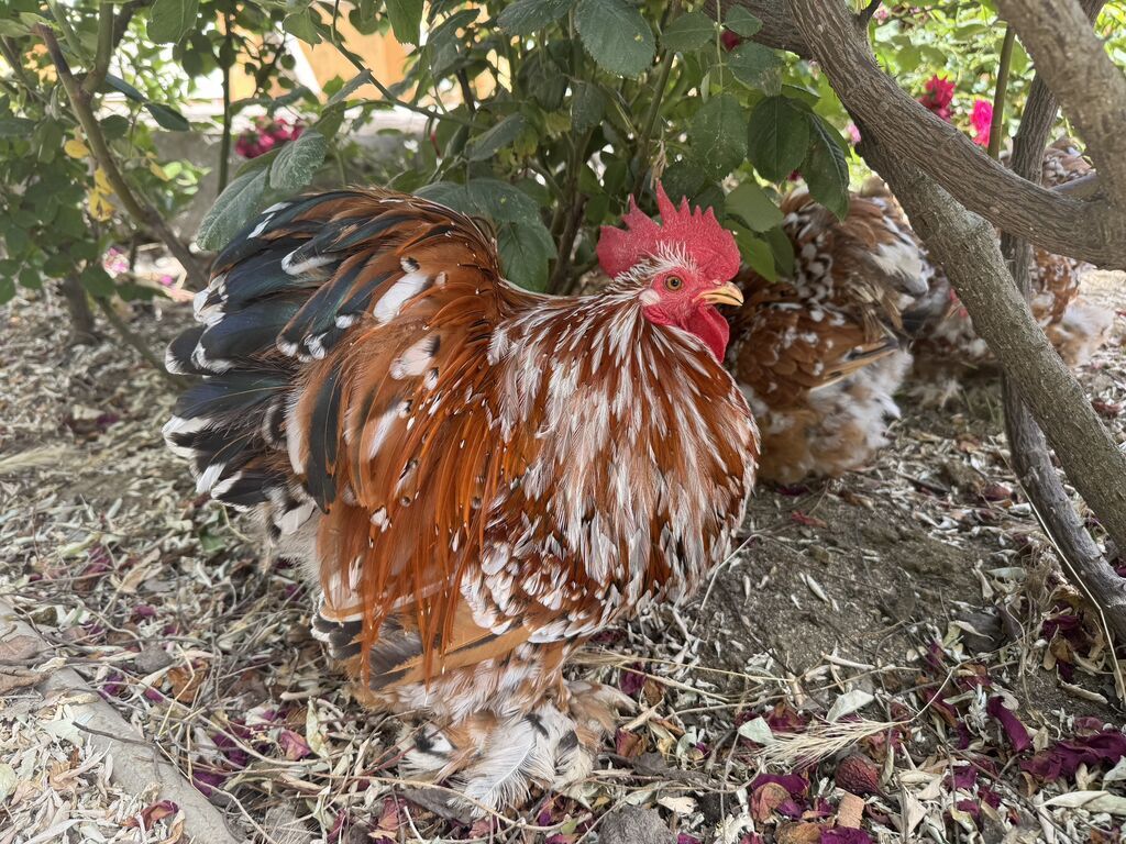 Porselen Karlik Koxin Toyuqlarin cucələri satişda. Cucə 20 azn. 1 — Heyvanlar, Mehdiabad (3)