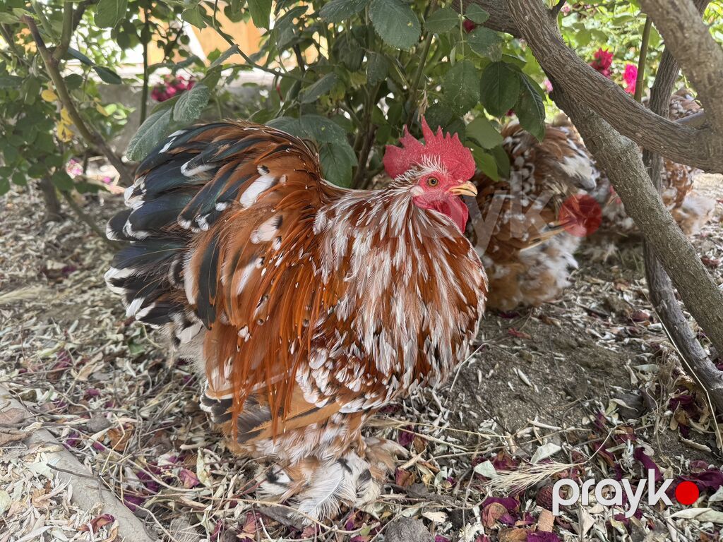 Porselen Karlik Koxin Toyuqlarin cucələri satişda. 5 gunluk - 10 azn — Toyuq və xoruz, Mehdiabad (3)