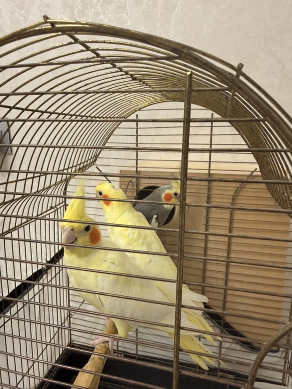 Nimfa (Cockatiel) papuqayları – evdə saxlanılan dekorativ quşlar — Quşlar, Quba (3)