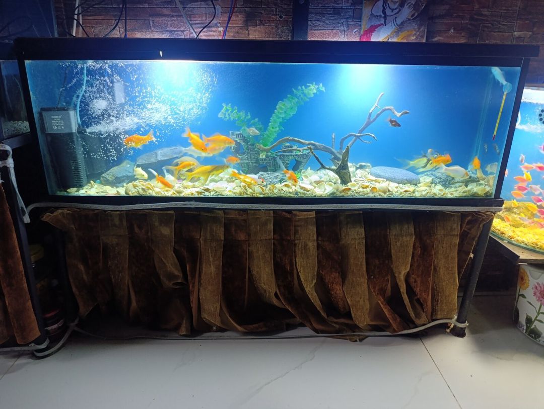 Akvarium və balıqlar — Akvariumlar və balıqlar, Bakı