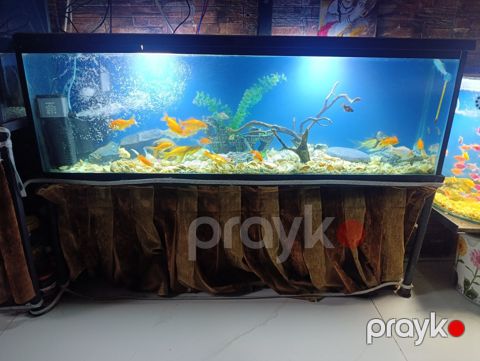 Akvarium və balıqlar — Bakı