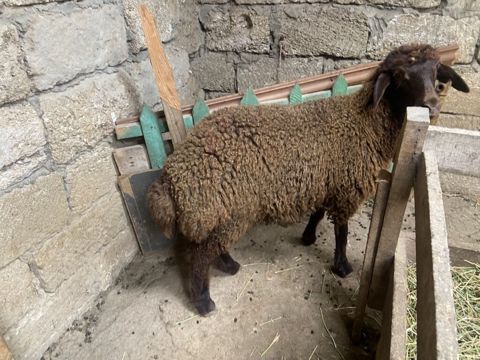 Qoyun – yerli cins, qəhvəyi rəngdə, quyruqlu (yağlı quyruq tipli) — Digah