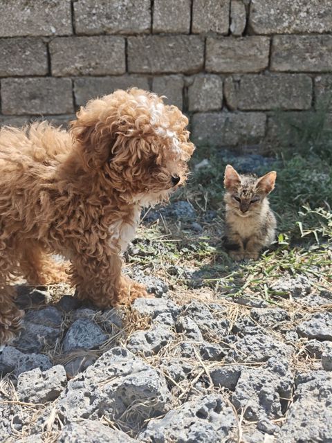 Korepudel — Bakı