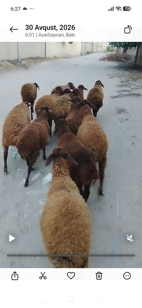 Quzu, Erkək, Qala, ay: 1, 25 kq, Damazlıq, Ünvandan götürmə — Digah