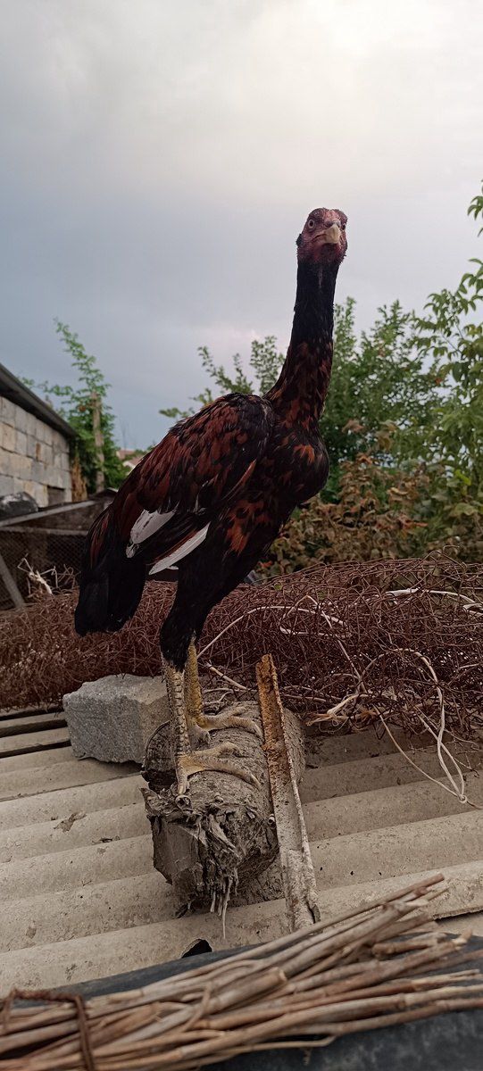 Heyratı beçə — Quşlar, Mingəçevir (2)