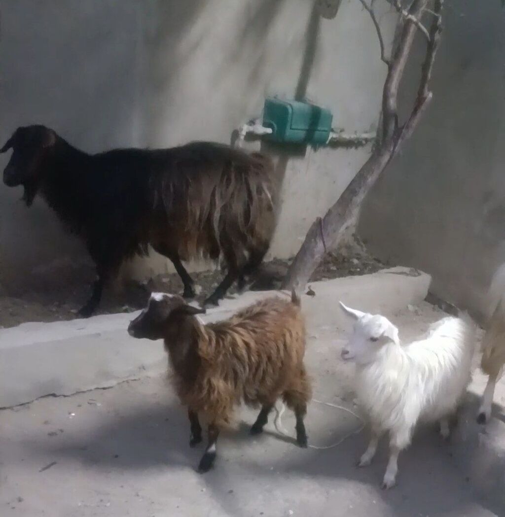 Cavan heyvan Əkiz bala baların ikisdə dişi Heyvaları gözü qabağında — Heyvanlar, Digah (2)
