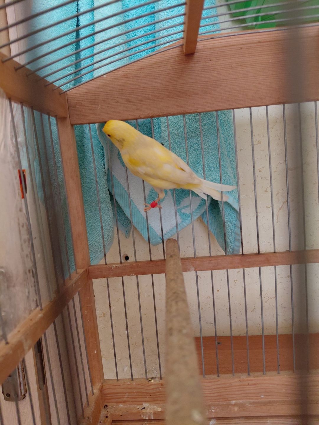 Bülbül — Quşlar, Bakı (4)