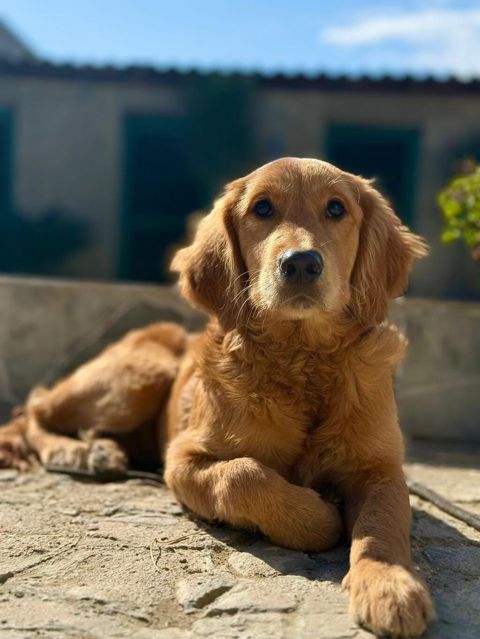Golden Retriever 1 yasinda - Cins: Golden Retriever - Rəng: qızılı — Bakı