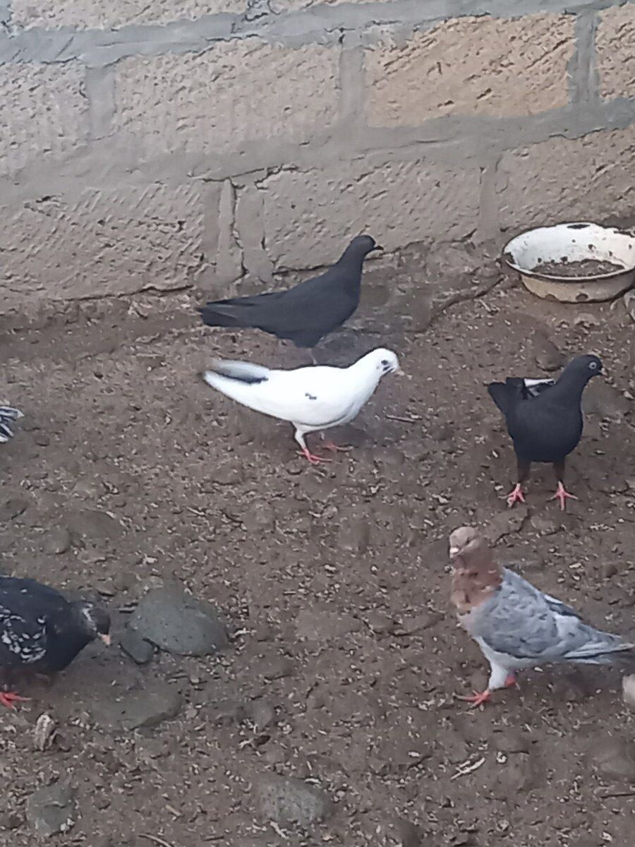 Göyərçinlər — Quşlar, Gəncə (6)