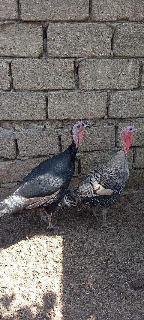 Hinduşkalar — Bakı