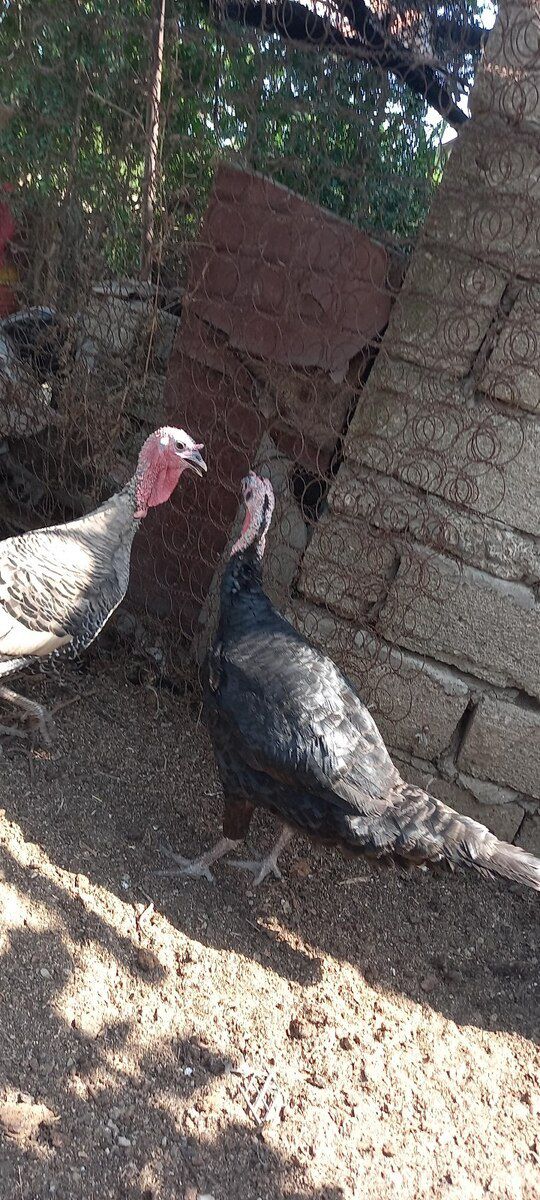 Hinduşkalar — Quşlar, Bakı (8)