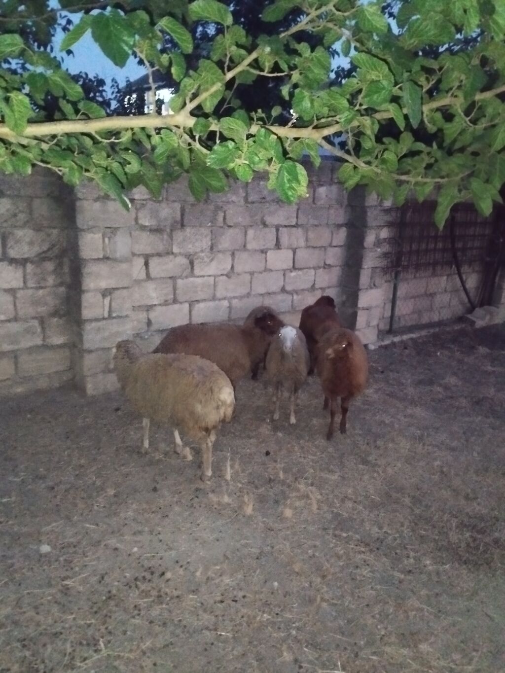 Salam 6 dene quzular satılır.bordaglig damazlıqa yaralıdır.real alıcı — Heyvanlar, Sumqayıt (3)