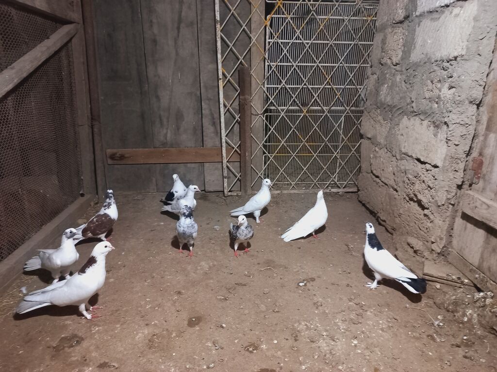 Göyərçinlər — Quşlar, Digah (2)