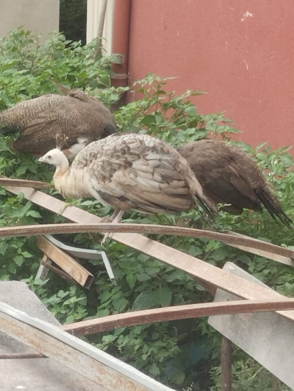 Tam sağlam tovuz quşları çəm 5 ədəddir ikisi erkək üçü dişidi və çəm — Quşlar, Digah (6)