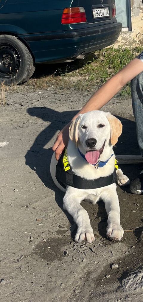 Labrador Retriver — Bakı