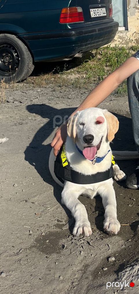 Labrador Retriver — Bakı