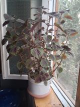 Dekorativ otaq bitkisi – kolyos (Coleus) saksıda - Yarpaqlar — Indoor plants