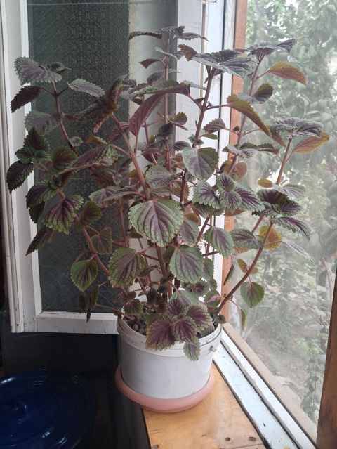 Dekorativ otaq bitkisi – kolyos (Coleus) saksıda - Yarpaqlar — Salyan