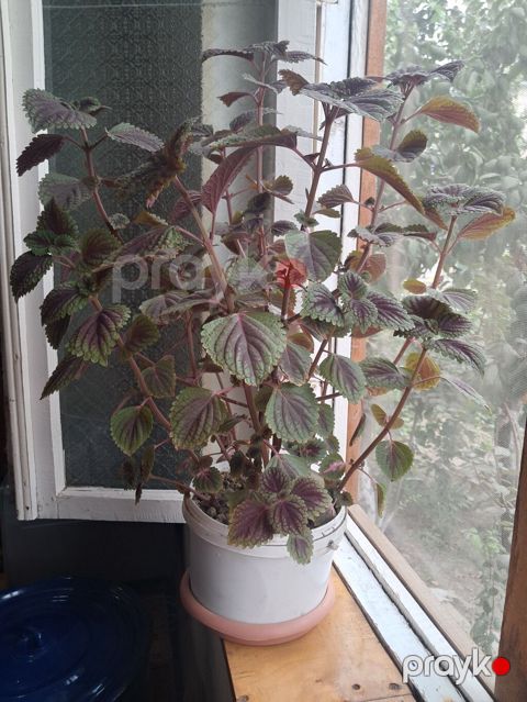 Dekorativ otaq bitkisi – kolyos (Coleus) saksıda - Yarpaqlar — Salyan