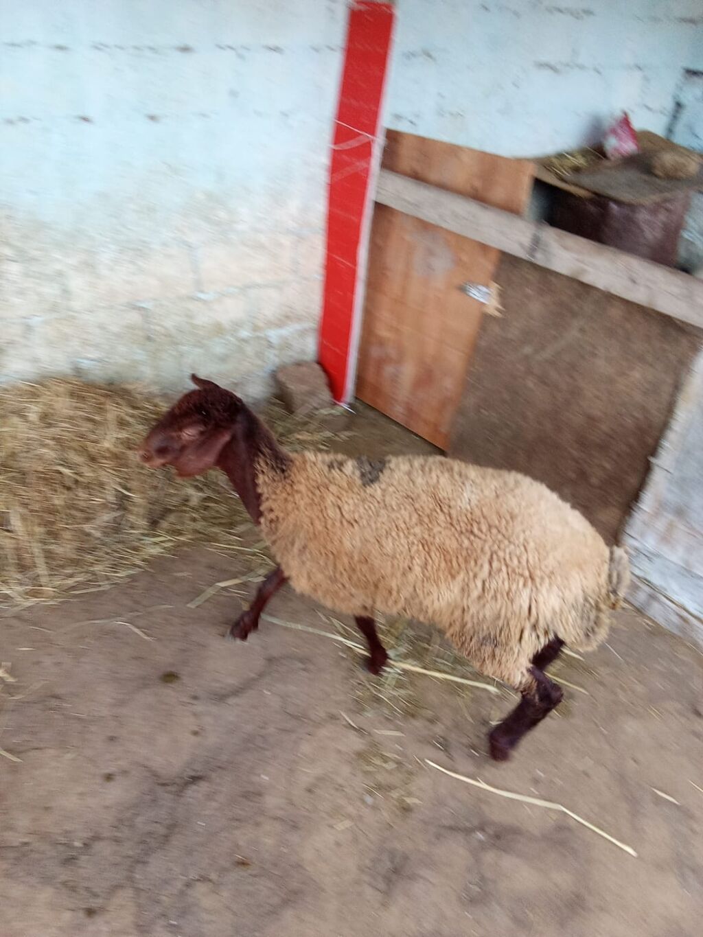 Dişi quzu satılır istəyən olsa yazsın videosunu atım baxın real — Heyvanlar, Xırdalan (4)