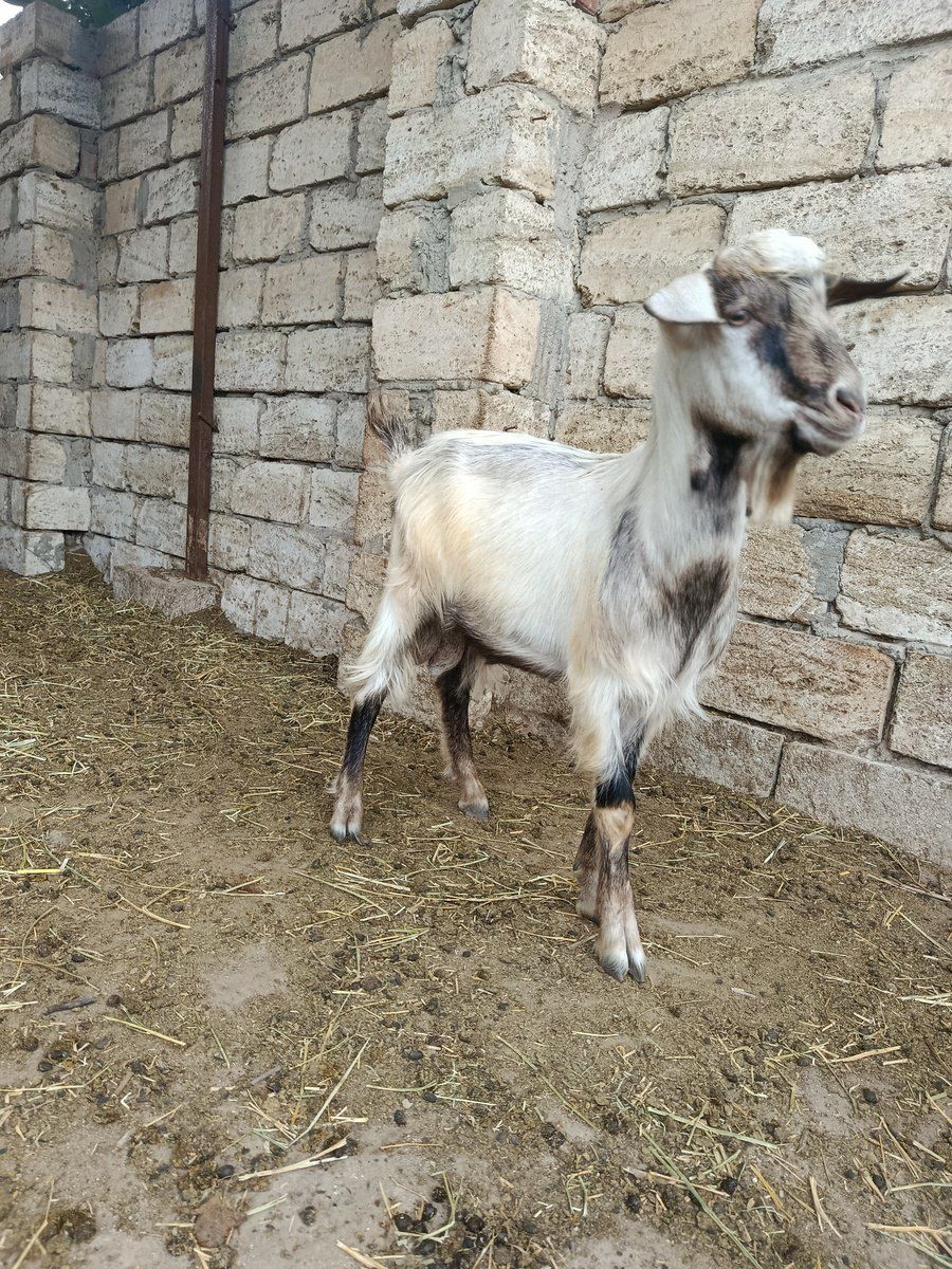 Çəpiş — Heyvanlar, Bakı (4)