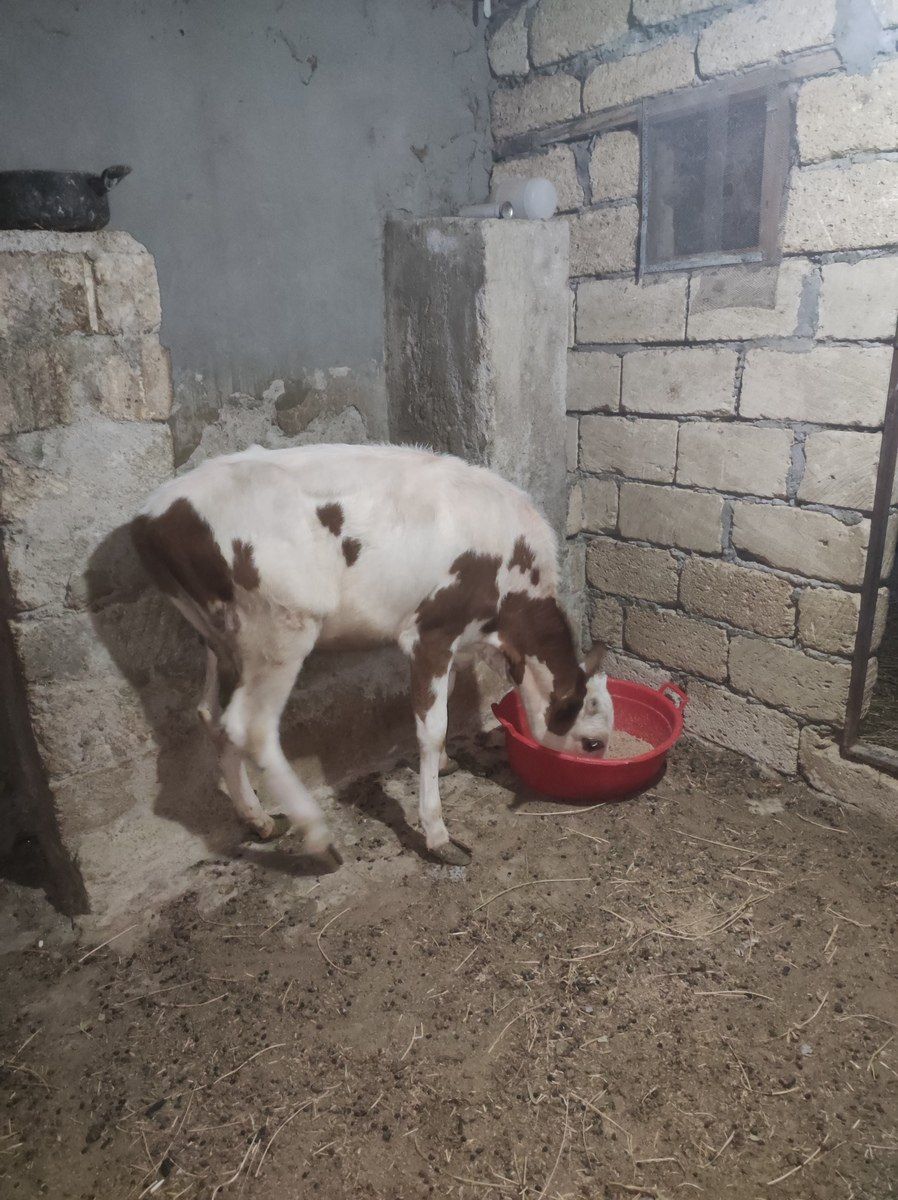 Dana — Heyvanlar, Bakı (2)