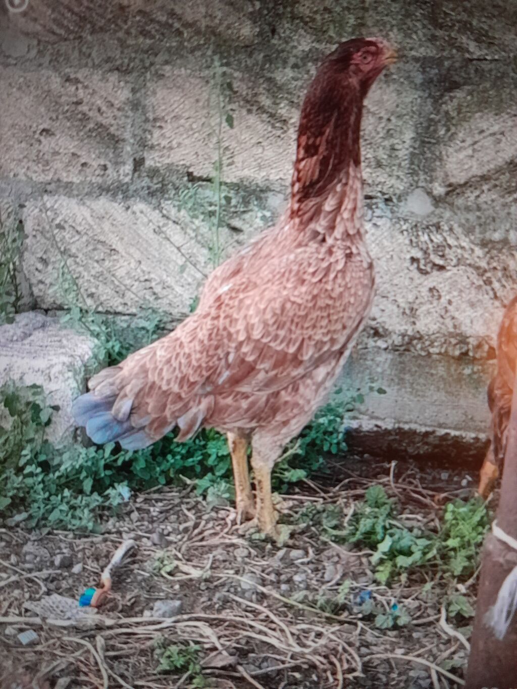 Xoruz, Heyratı, il: <1, Ödənişli çatdırılma — Heyvanlar, Mingəçevir (3)