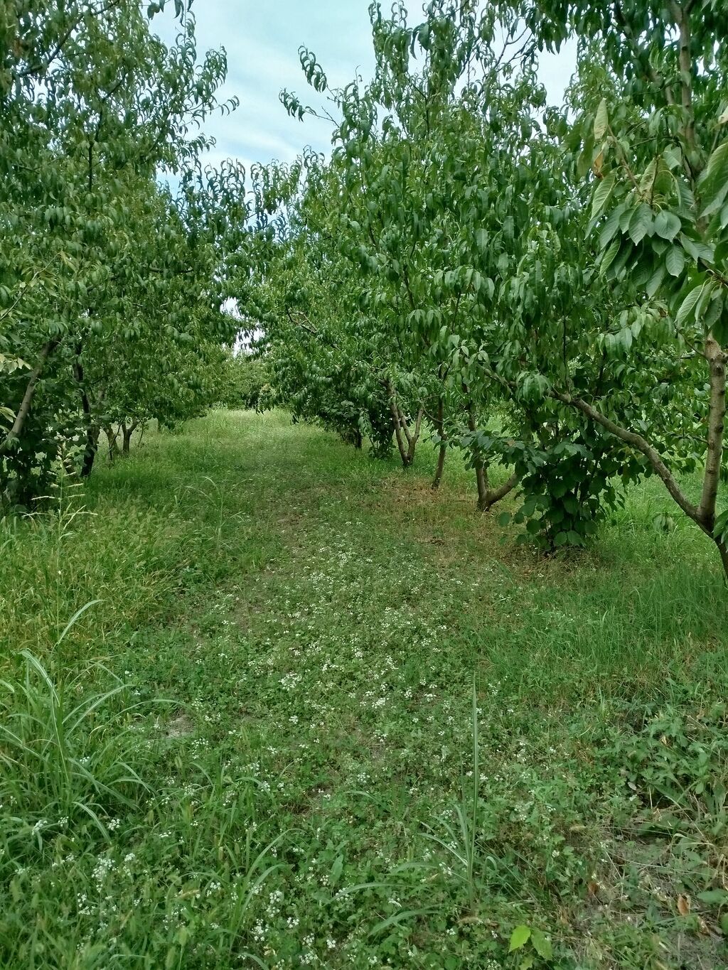 Kənd təsərrüfatı — Torpaq, Xaçmaz (6)