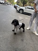 Koker Spaniel-1 yasi var cins itdir butun iyneleri peyvendleri vurulub — Товары для животных — Другое