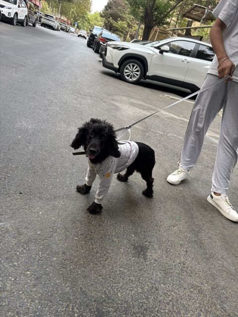 Koker Spaniel-1 yasi var cins itdir butun iyneleri peyvendleri vurulub — Digah