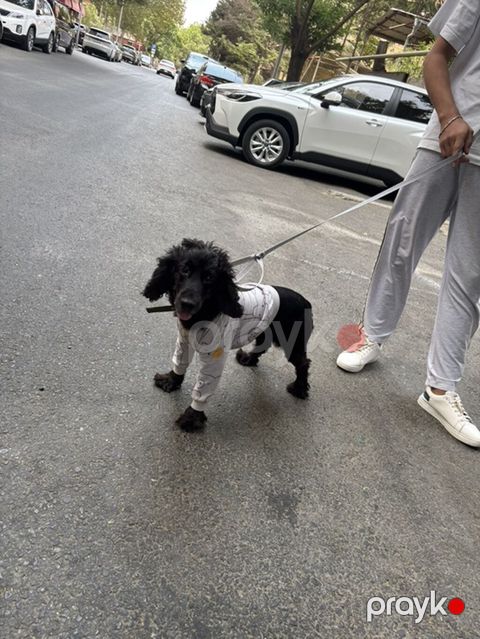 Koker Spaniel-1 yasi var cins itdir butun iyneleri peyvendleri vurulub — Digah