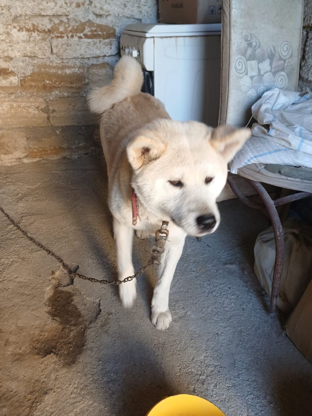 Akita disidir 12 ayliq baxa bilmədiyim ucun satiram unva lokbatanda — Heyvanlar, Salyan (3)