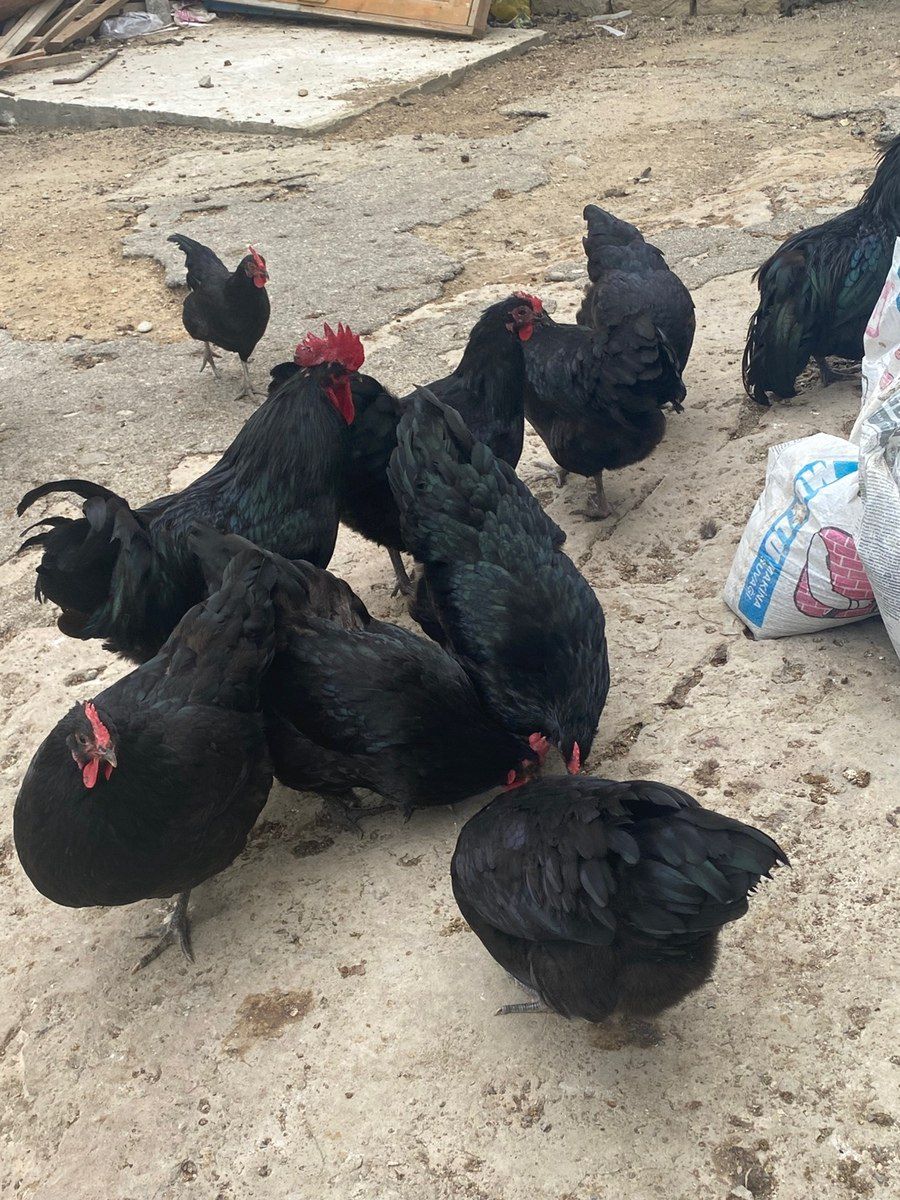 Mayalı avstralorp yumurtası — Quşlar, Bakı (7)