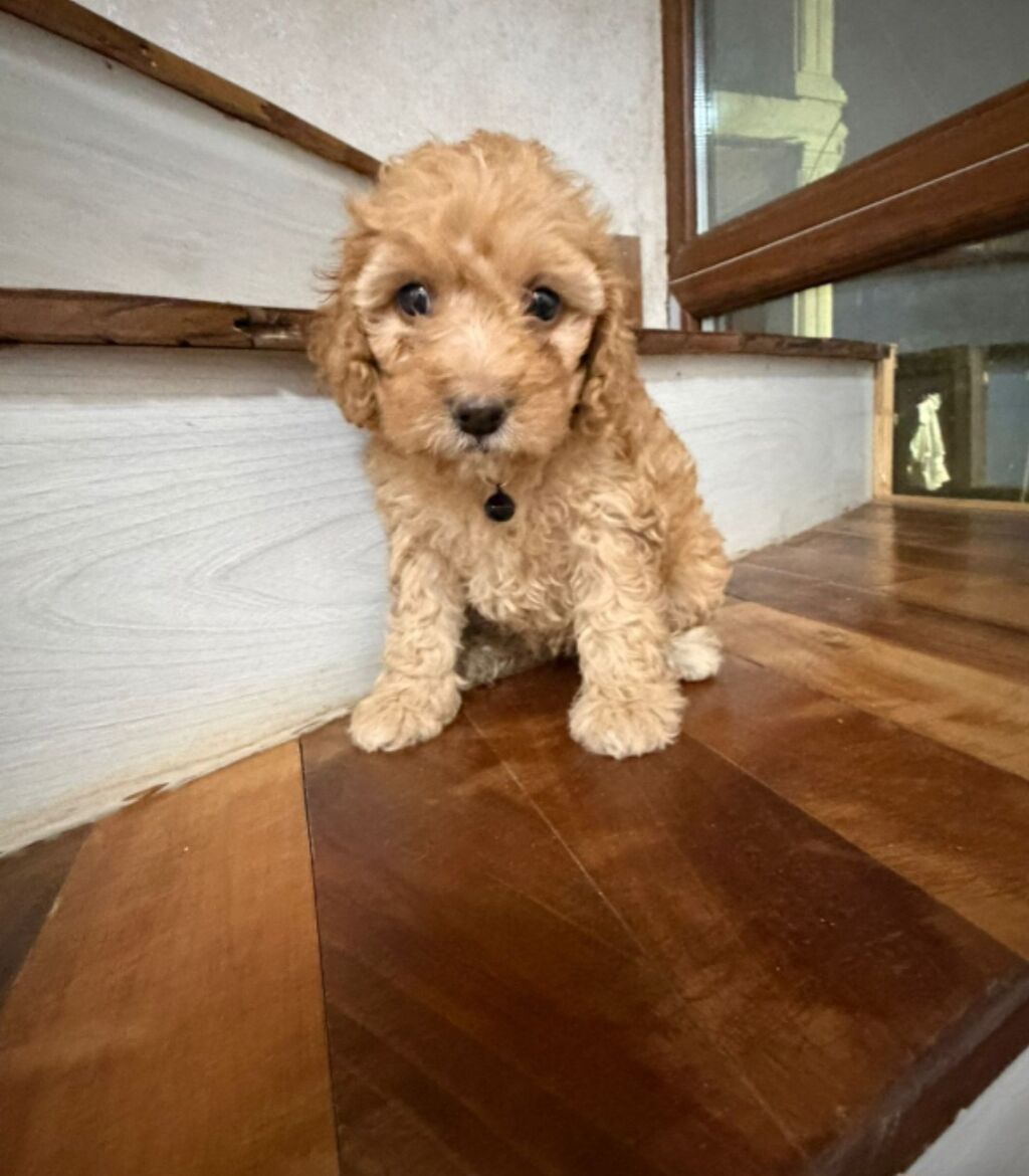 Pudel, 1 ay, Erkək — Heyvanlar, Bakı (9)