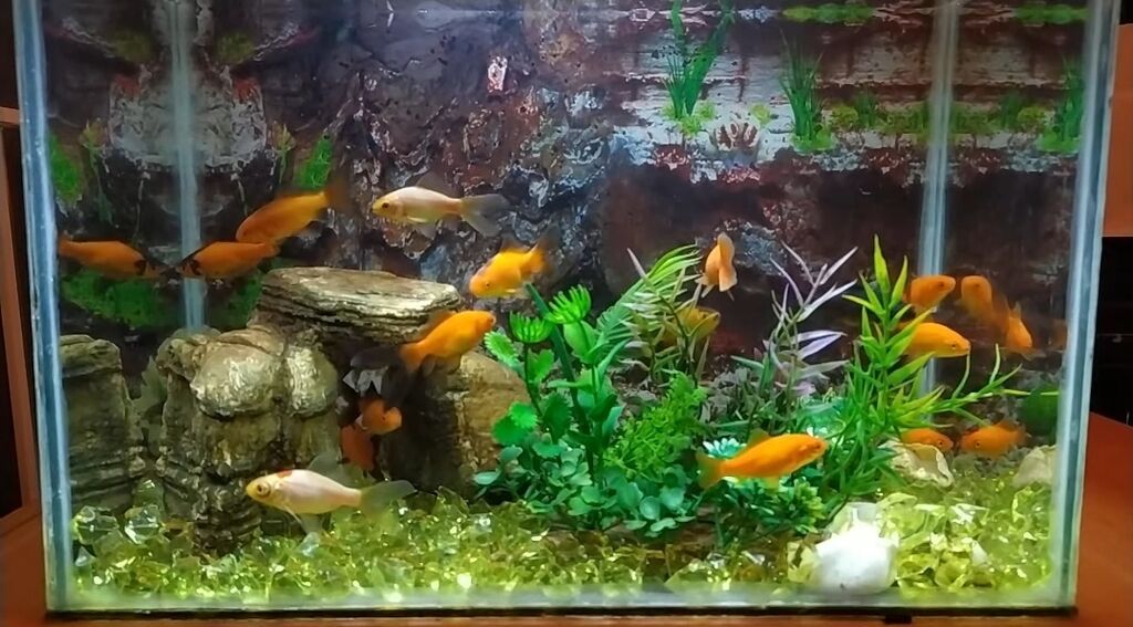 Dördbucaq akvarium, Balıqlarla birlikdə, 160 l, Pulsuz çatdırılma — Heyvanlar, Bakı (3)