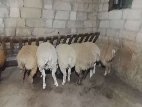 Qoyun sürüsü – ev şəraitində saxlanılır - Yerli cins ana qoyunlar — Qobu