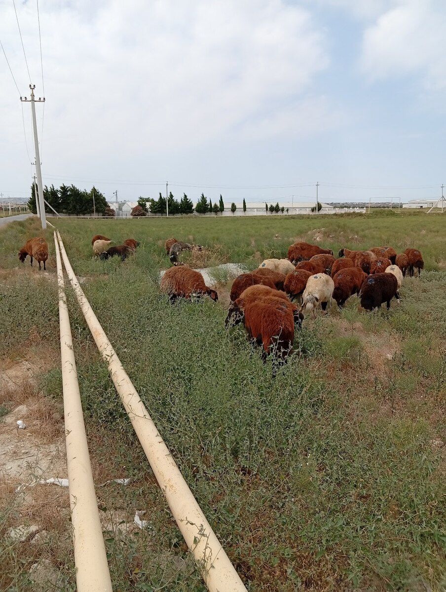 Qoyunlar — Heyvanlar, Bakı (3)