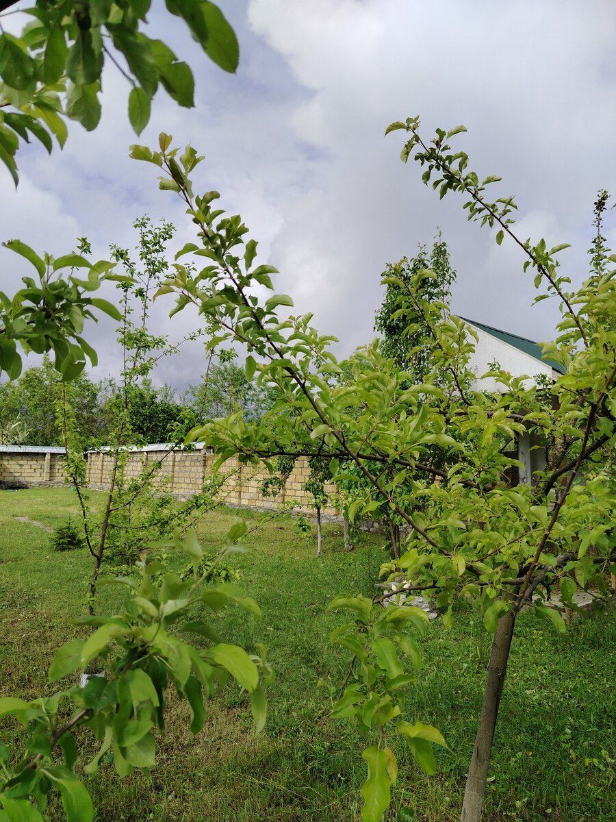 3 sot torpaq sahəsi, Qəbələ r — Torpaq, Qəbələ (8)