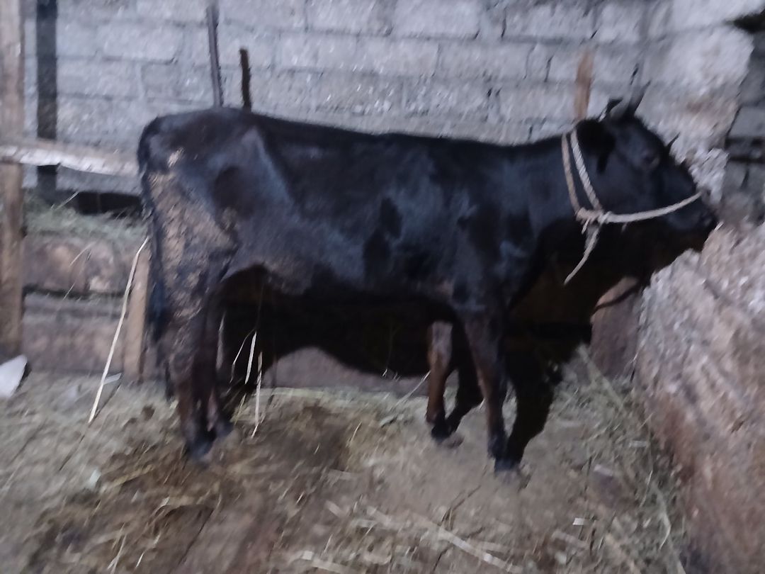 Dana — Heyvanlar, Xaçmaz (2)