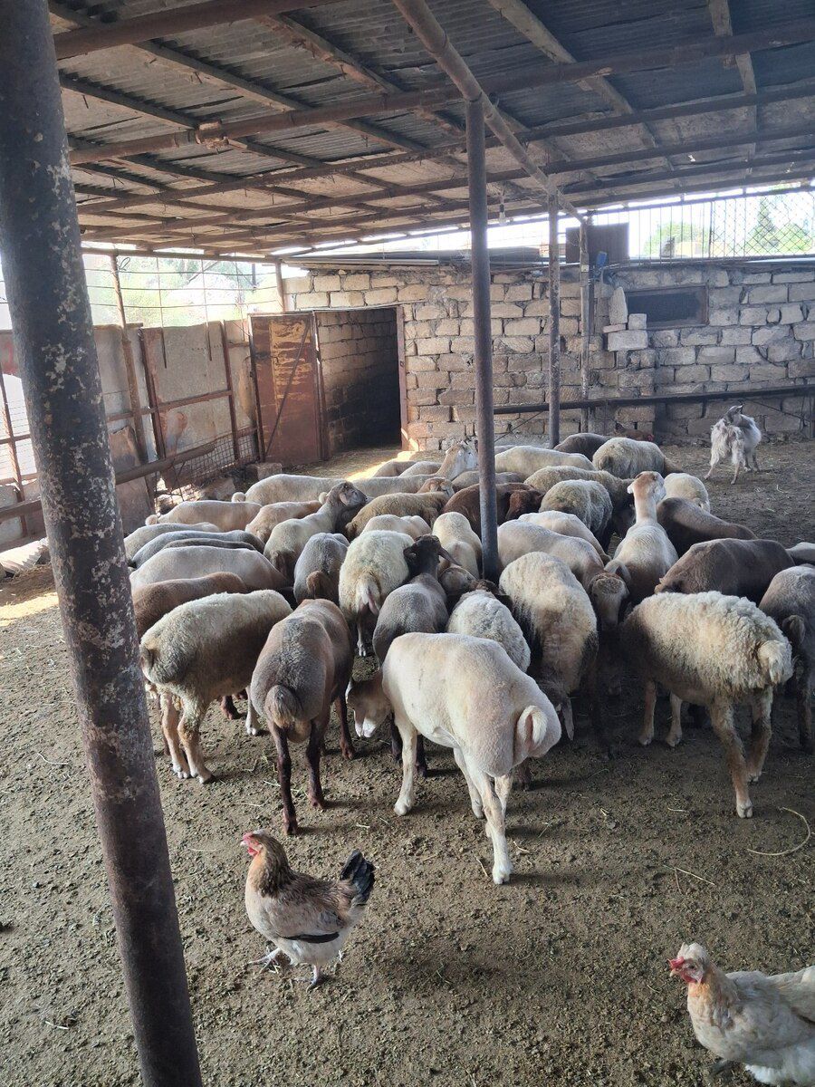 Quzular — Heyvanlar, Sumqayıt (6)