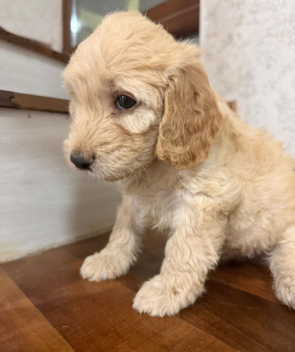 Pudel, 1 ay, Erkək — Heyvanlar, Bakı (6)