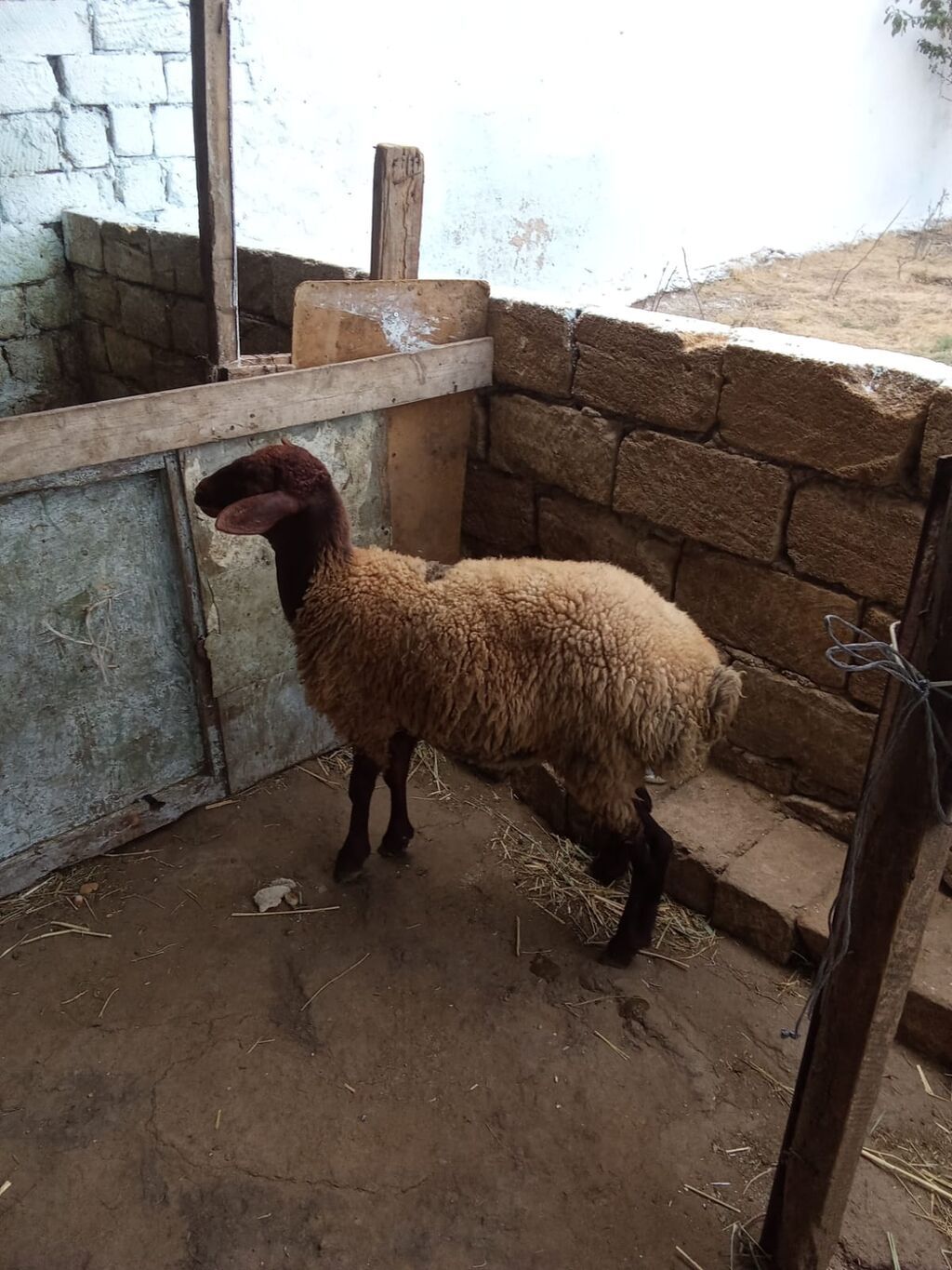 Dişi quzu satılır istəyən olsa yazsın videosunu atım baxın real — Heyvanlar, Xırdalan (3)