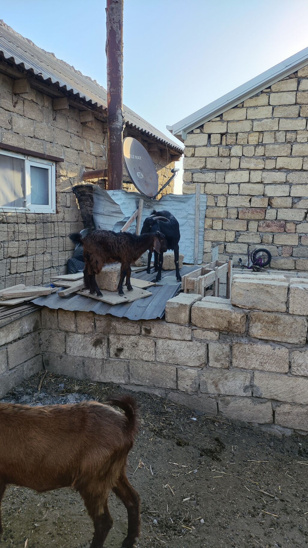 Heleb merkezi biri qarın doğub. balansında dişidi ikisi 350.unvan — Heyvanlar, Xırdalan (3)