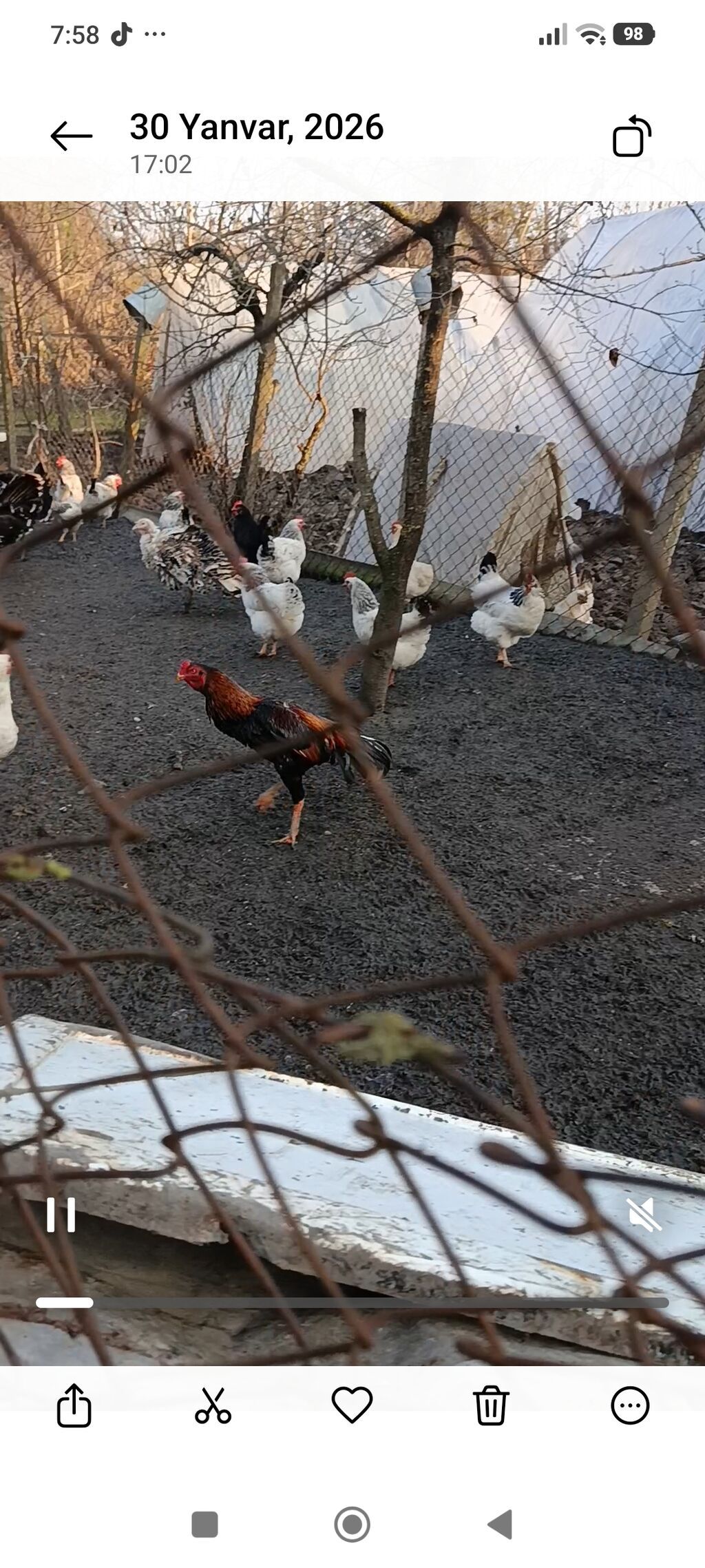 Yaş yarmlığ Brazil cins hal hazırda tüləkdədi axır şəkildə paylaşıb — Heyvanlar, Lənkəran