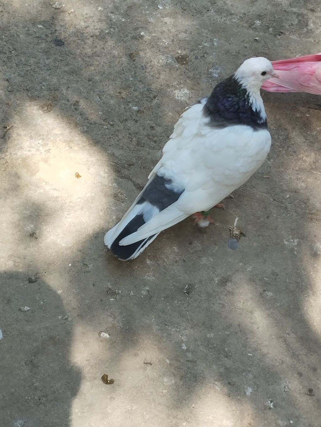Saqlam qusdardi sec gotur 15m basqa qusdarda var — Quşlar, Bakı (3)