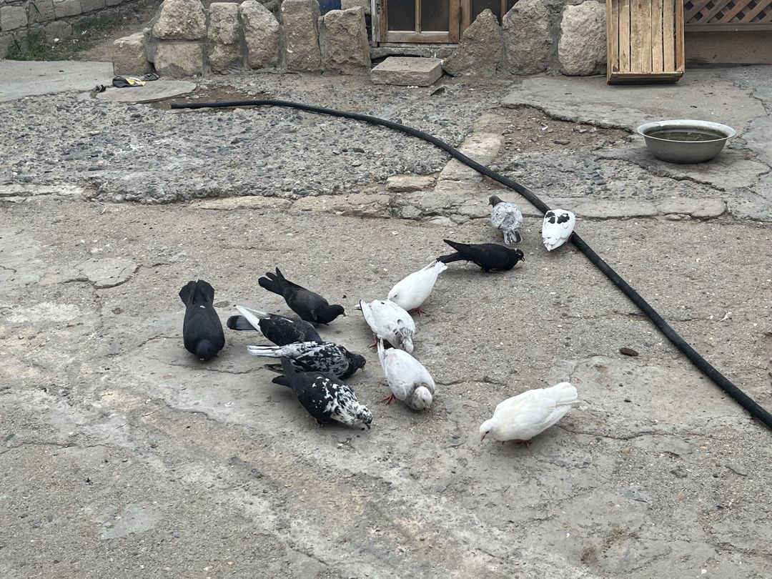 Göyərçinlər — Quşlar, Bakı (5)