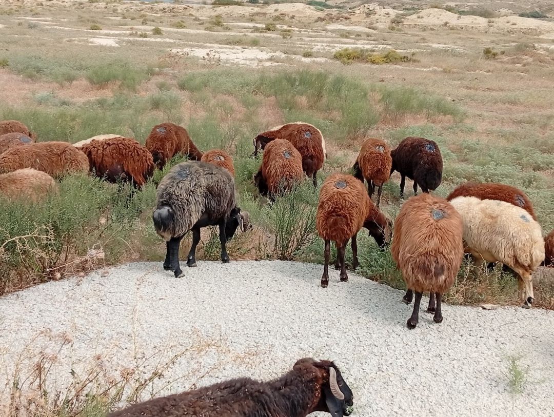 Qoyunlar — Heyvanlar, Bakı (11)
